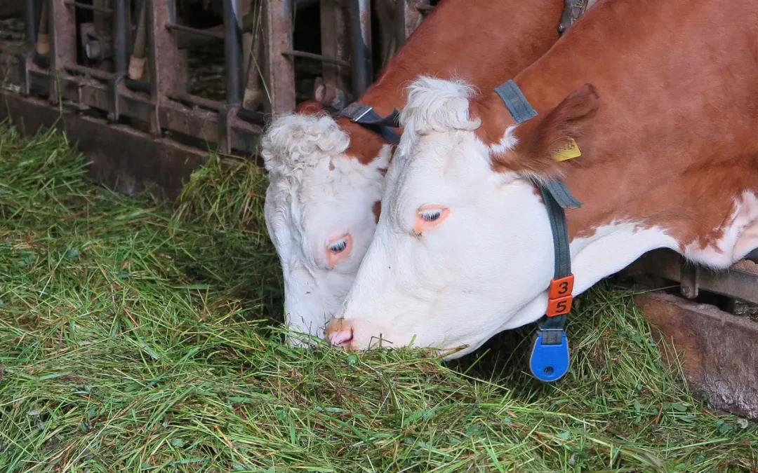 Warum ist Bio-Fleisch gesünder?